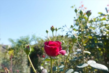 DSC02755_R