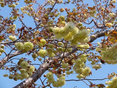 DSCF5465_R