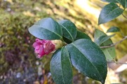 DSCF7930_R