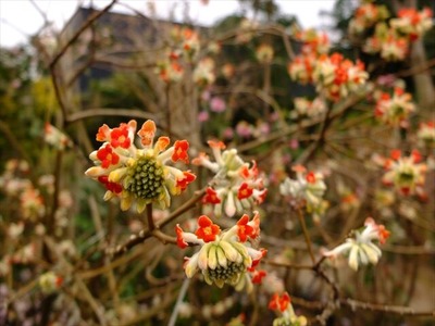 DSCF1363_R