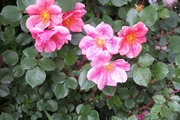 DSCF1801_R