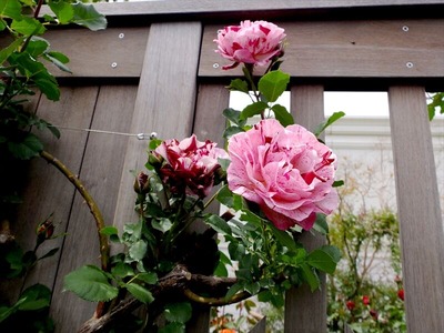 DSCF2779_R