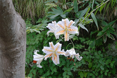 DSC08650_R