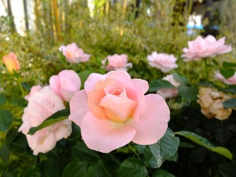 DSCF9754_R