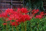 DSCF5777_R