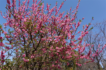 DSC05909_R