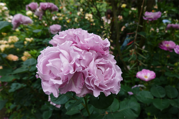 DSC07620_R