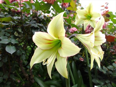 DSCF3274_R