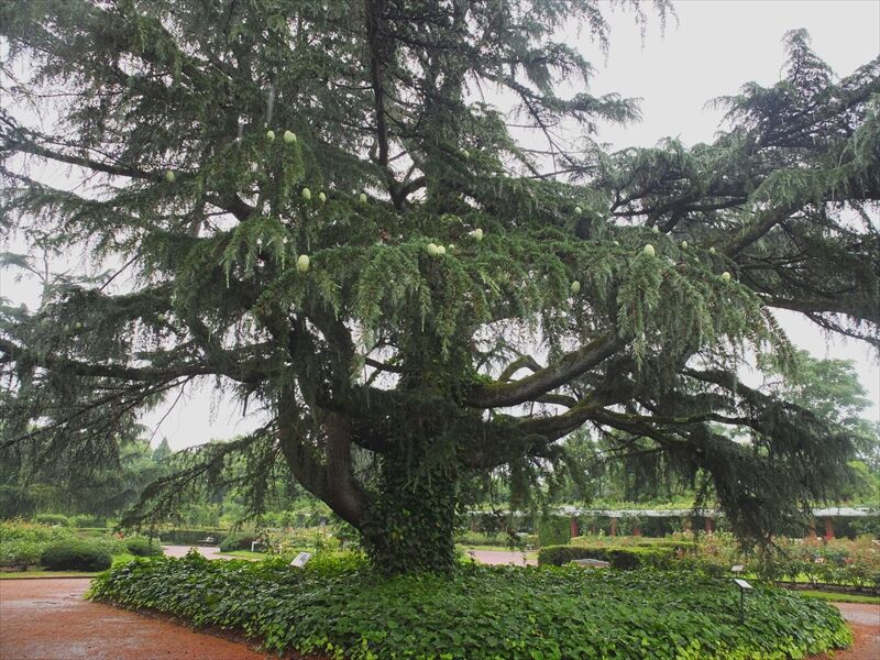 藍川京 の部屋 京都府立植物園 ６月 ヒマラヤスギの実 Livedoor Blog ブログ