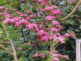 DSCF1109_R