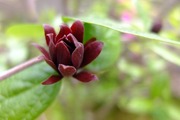DSCF1173_R