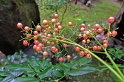DSCF7412_R