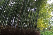 DSCF7348_R