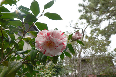 DSC06098_R