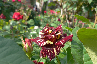 DSC07124_R