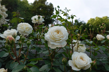 DSC07097_R