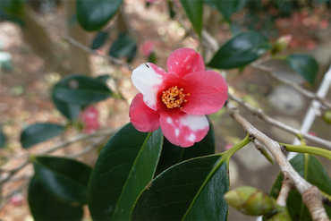 DSC06051_R