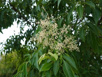 DSC01155_R