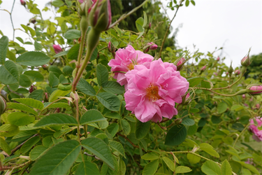 DSC06863_R