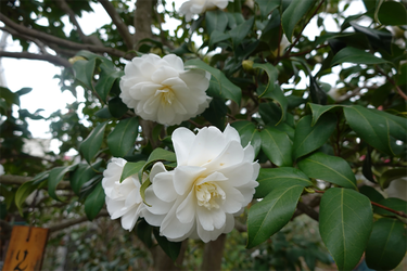 DSC05980_R