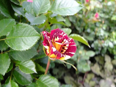 DSCF2805_R