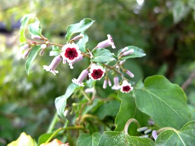 DSCF5210_R