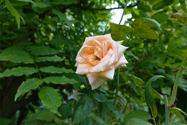 DSC09281_R
