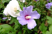 DSCF3853_R