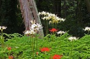 DSCF5296_R