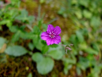 DSCF4438_R