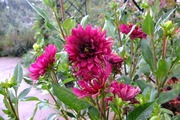 DSCF5419_R