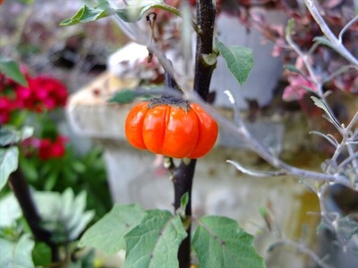 DSCF5521_R