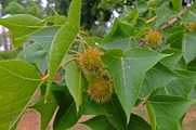 DSCF3886_R