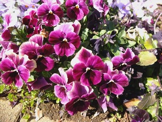 DSCF8330_R