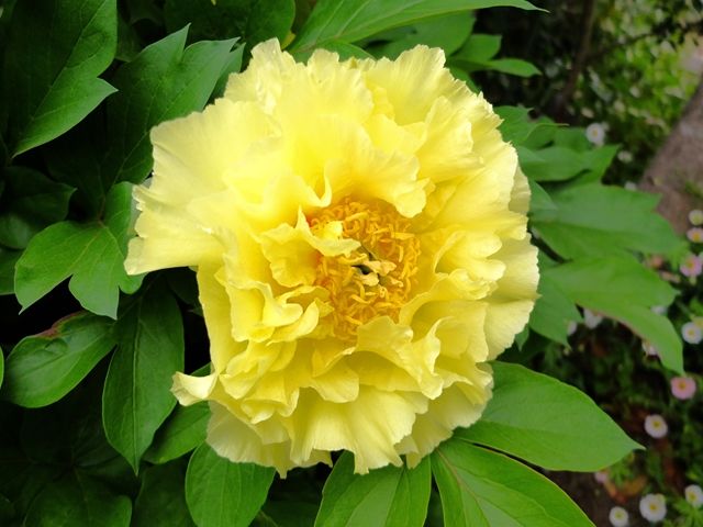 藍川京 の部屋 牡丹と芍薬 幼友達からの手紙 Livedoor Blog ブログ 藍川京 の部屋 牡丹と芍薬 幼友達からの手紙 Livedoor Blog ブログ