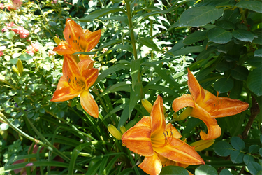 DSC03062_R