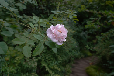 DSC08907_R