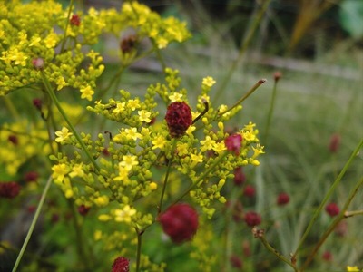 DSCF5369_R