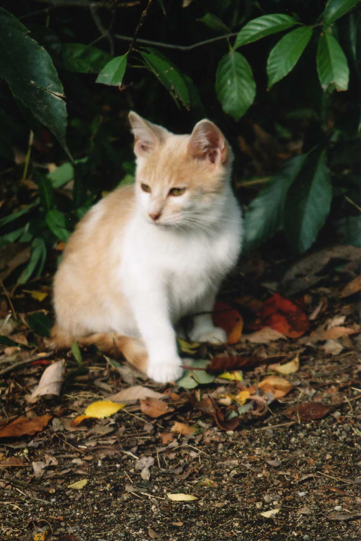 藍川京 の部屋 梅小路公園の猫 3 Livedoor Blog ブログ 藍川京 の部屋 梅小路公園の猫 3 Livedoor Blog ブログ