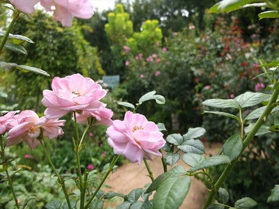 DSCF5058_R