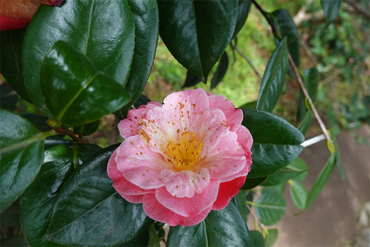 DSC06075_R