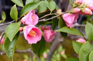 DSCF1203_R