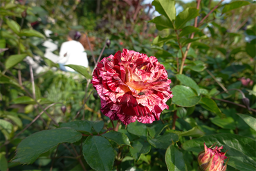 DSC07115_R