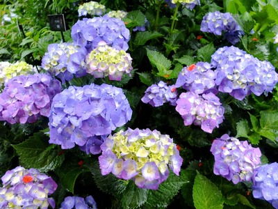DSCF0636
