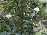 DSCF4388_R