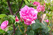 DSCF3088_R