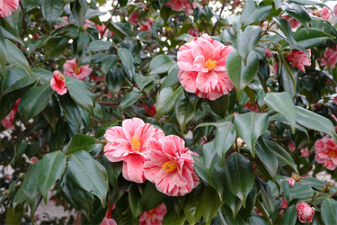 DSC00618_R