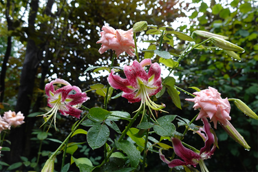 DSC03200_R