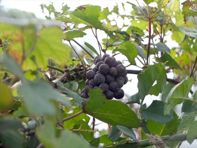 DSCF5495_R
