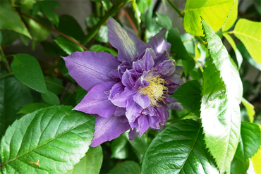 DSC07663_R